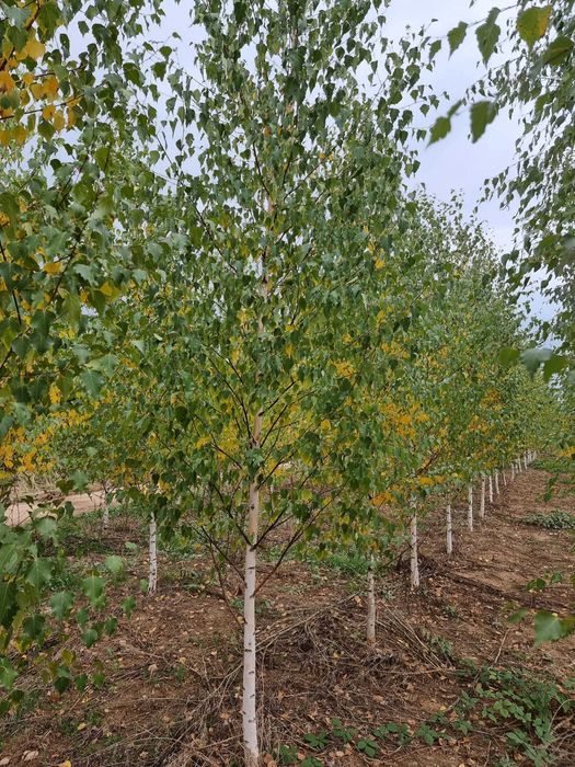 Vand tei-mesteacan alb-platanii