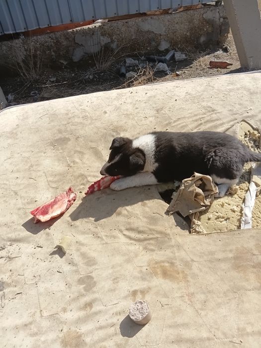 Щеночки в самые добрые руки