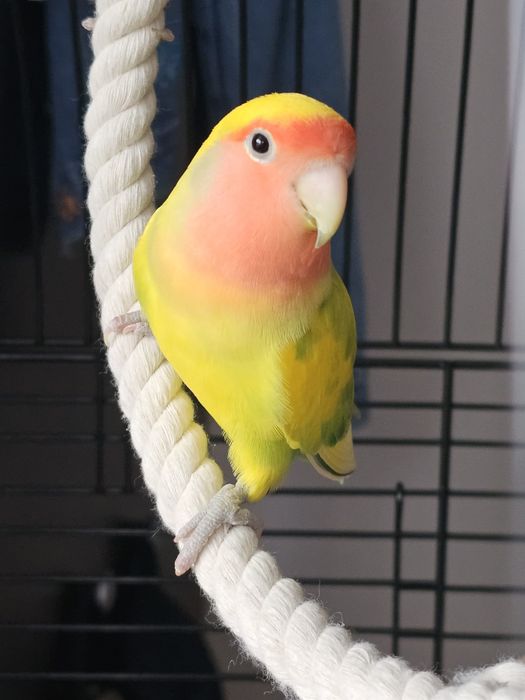 Papagali Agapornis și cușcă