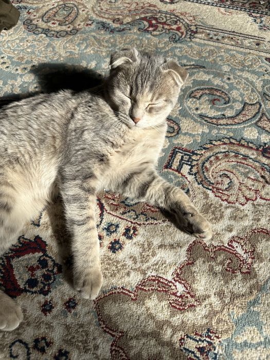 Кошку продам