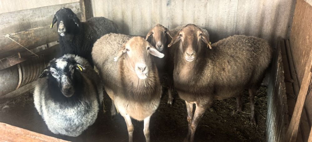 Семіз қой тоқтылар