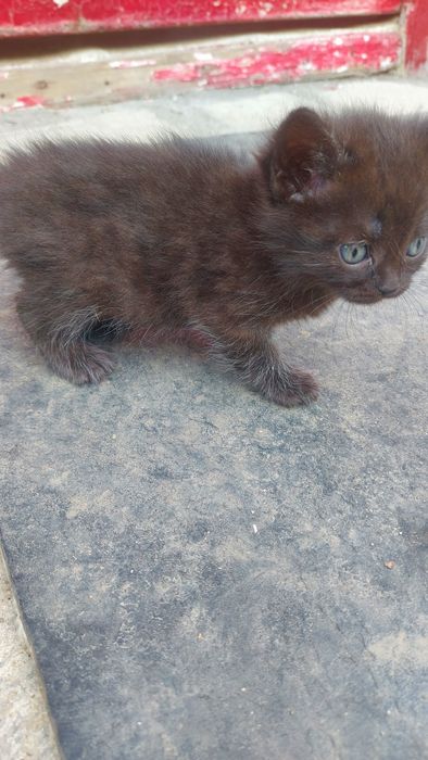 Отдам котят 2 месяца