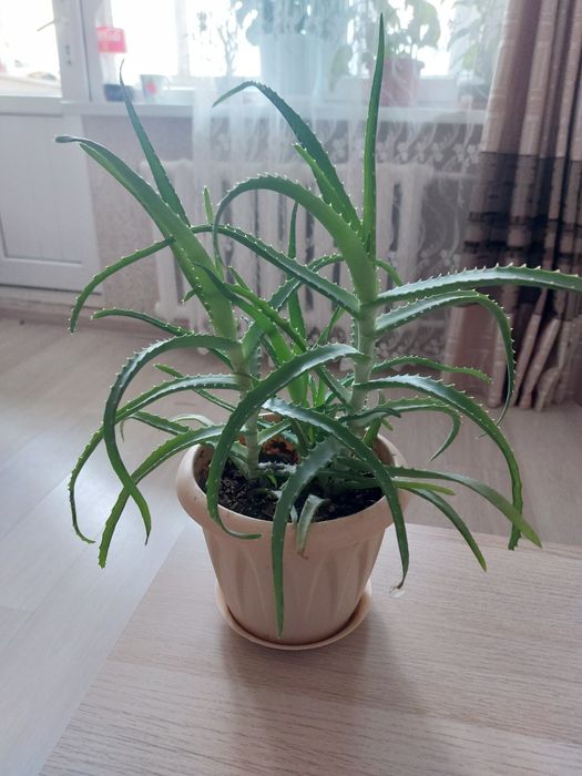 Домашние растения