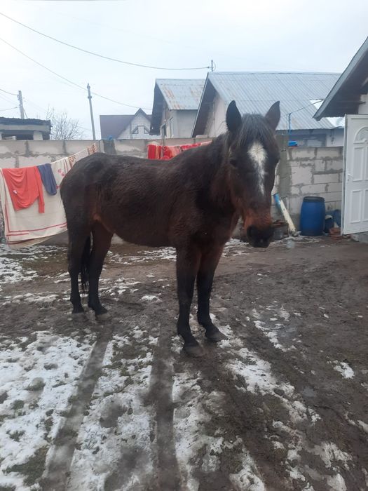 Iapa de vânzare  trage foarte bine