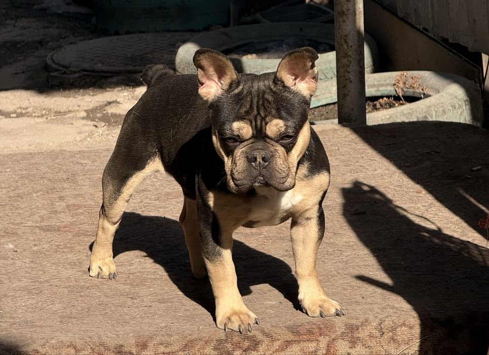 Кобель супер на вязку