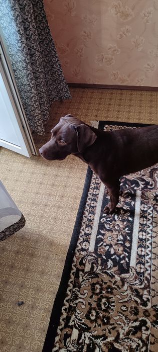 Лабрадор, мальчик