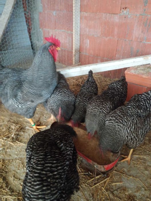 Vând ouă pentru incubat de plymouth rock barat