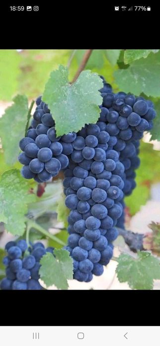 Butasi de vita de vie de anul 2 și de anul 3