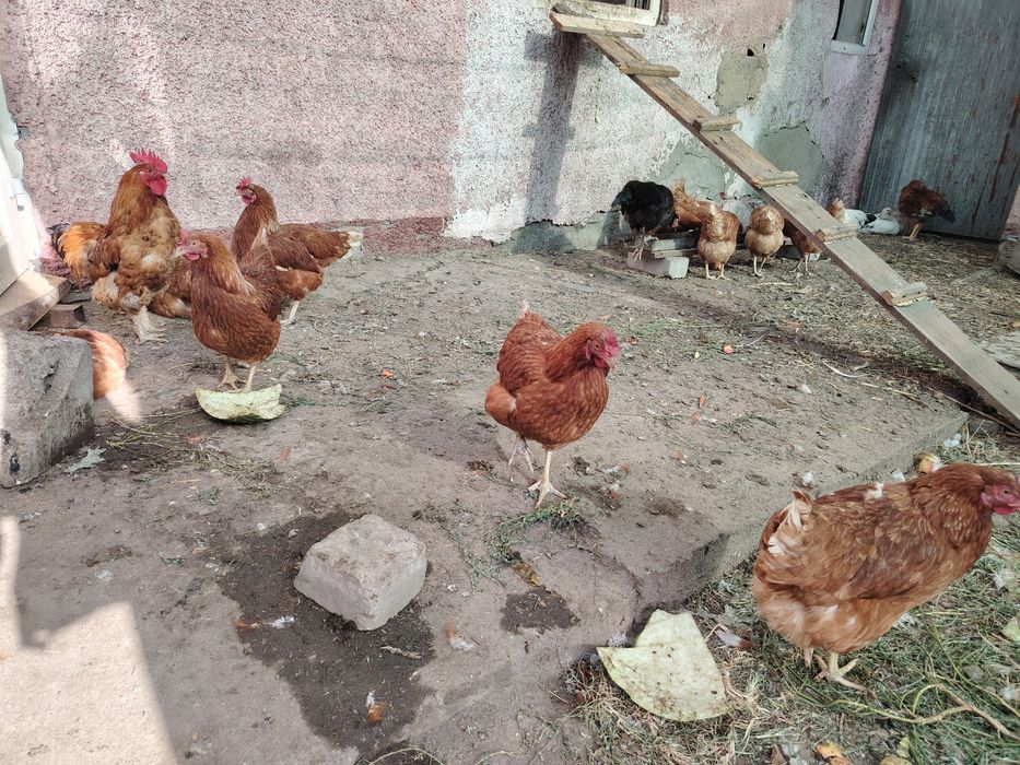 продам курей и петуха