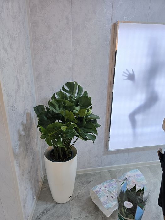 Голландия ва хитой гуллари