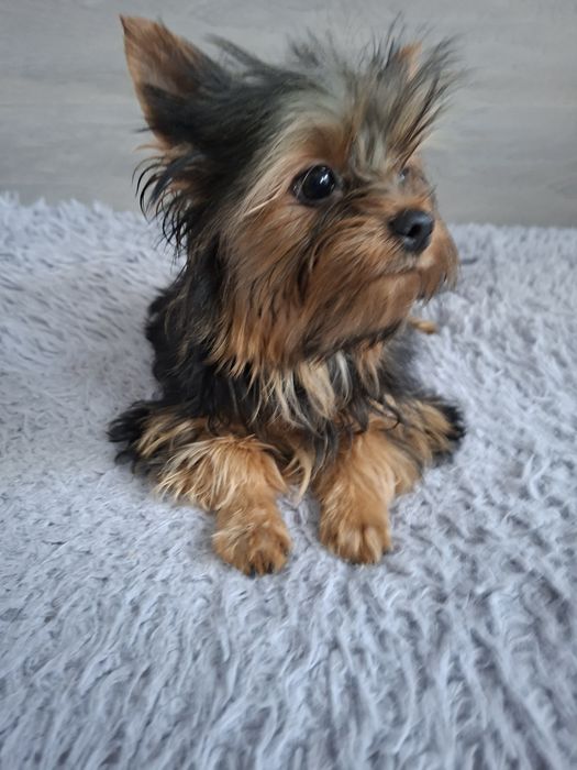 Продаю клубного щенка йорка