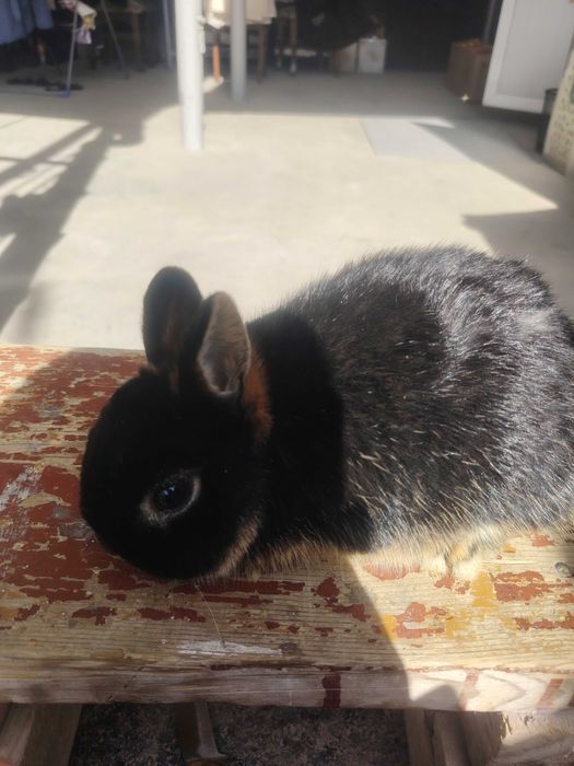 Chorni oter sames sotiladi