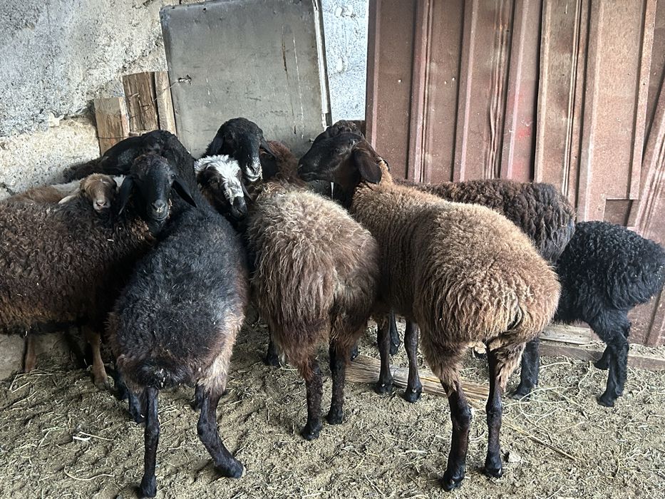 Анамның досының секс видеосы