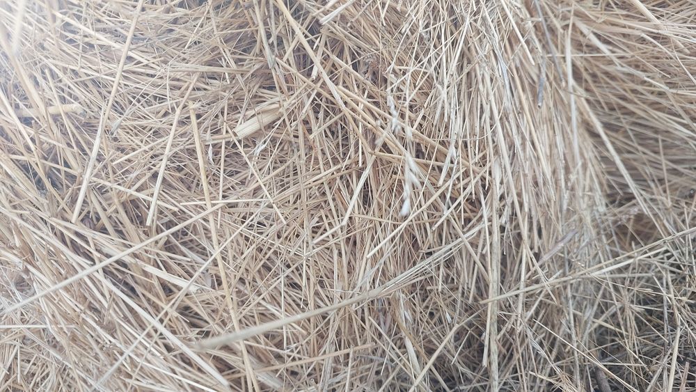 Сена саз шоп майда шөп саздікі