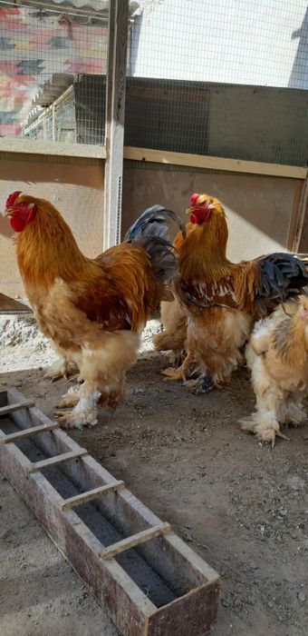 Брама товуқ  тухуми сотилади