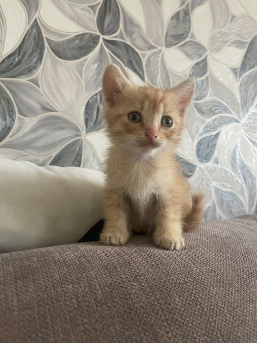 Отдам котят в добрые руки!
