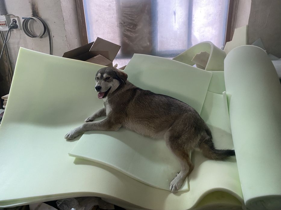 Отдам щинят в хорошие руки