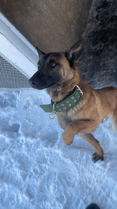 Белгиский овчарка