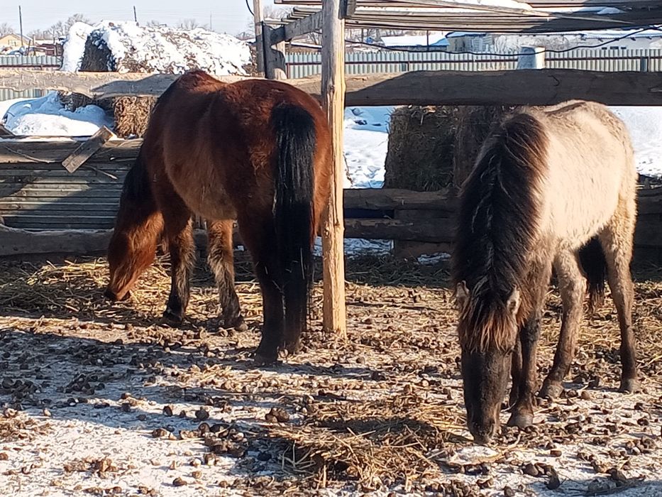 Жабагы, Сауын бие сатылады Белесте