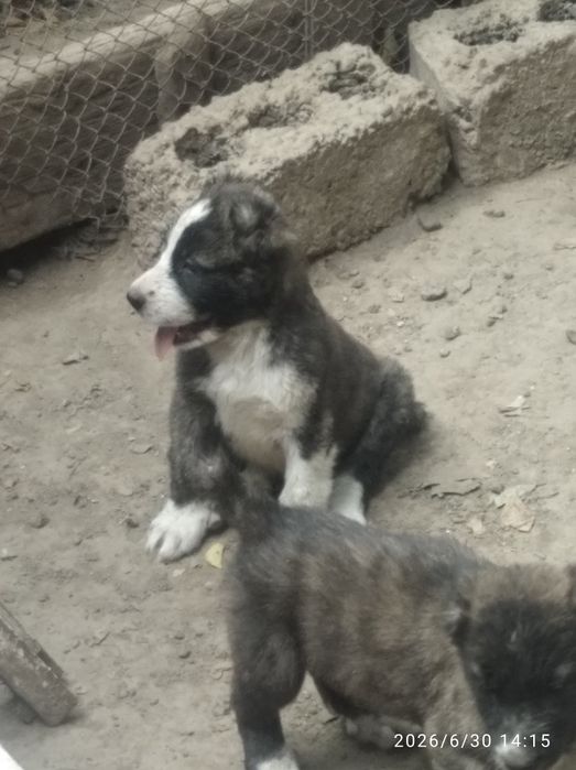 Щенки Алабаи 2 месяца