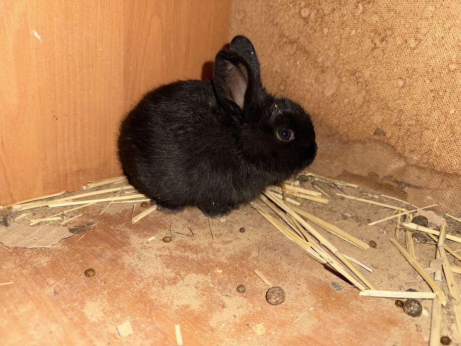 Полтовский серебро сатылады