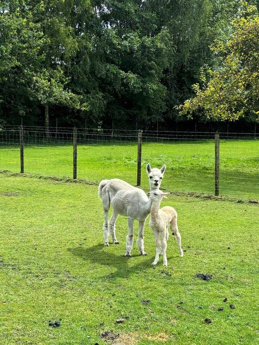 Vând Alpaca huacaya