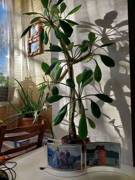 Продаю цветок Молочай