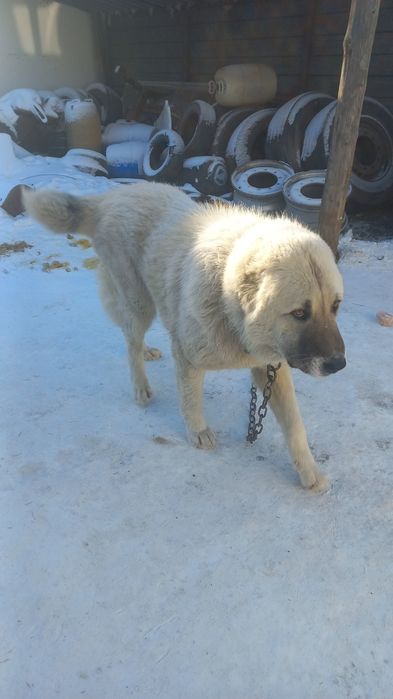 Продаётся сао 1 год