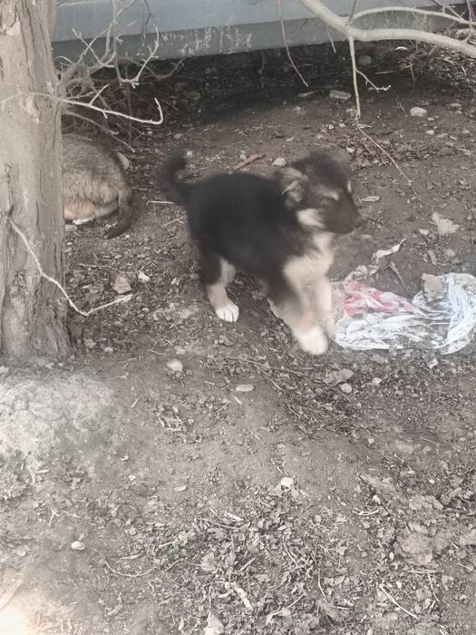 Отдам щенков в кыргауылды