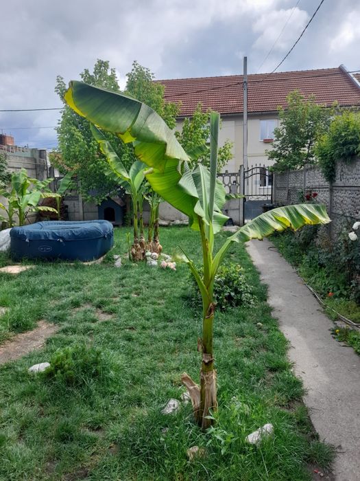 Vând pui de bananieri