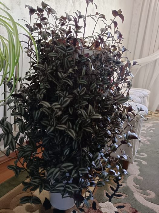 Комнатный цветок!!!