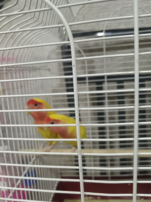 Продаю  пару попугаев неразлучников