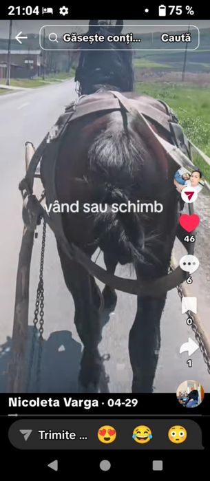 De vânzare 2 armăsari