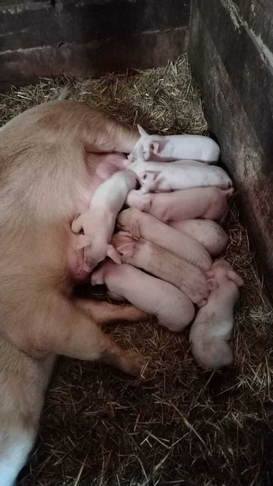 продам поросят месячных