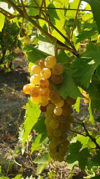 Struguri de vin – soiuri de calitate – pret foarte bun!
