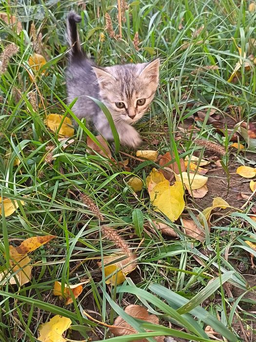 Отдам     котят.