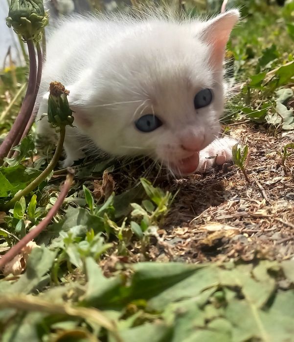 Котята  в добрые руки!