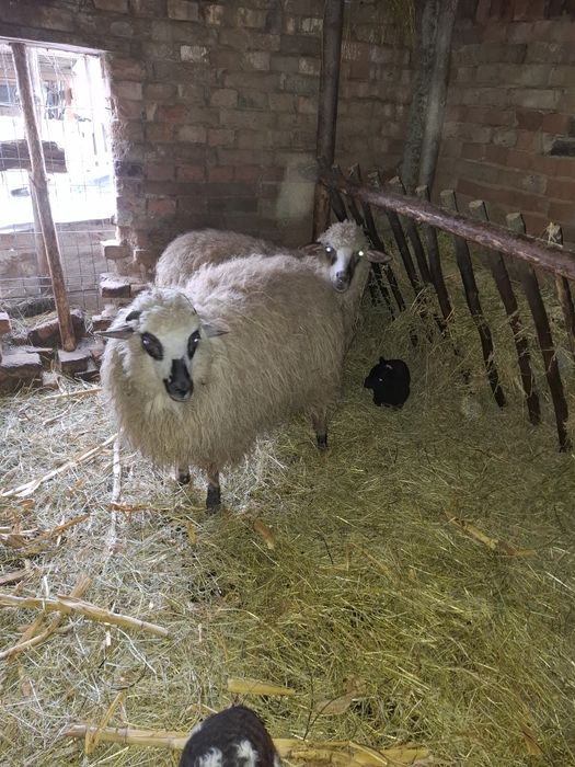 Vând oi cu miei după ele