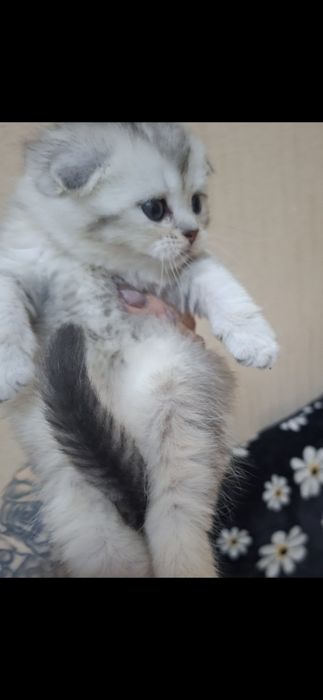 Продажа британские шиншилы