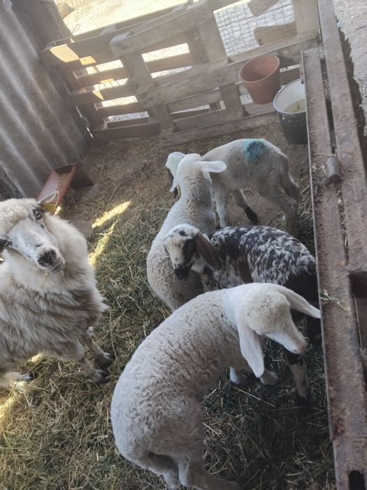 De vânzare miei înțărcați