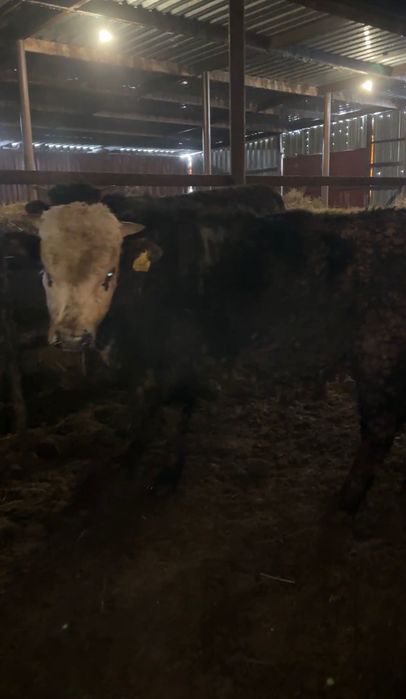 Жирные бычки на откорме