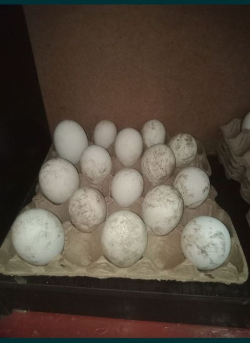 Инкубационное яйцо