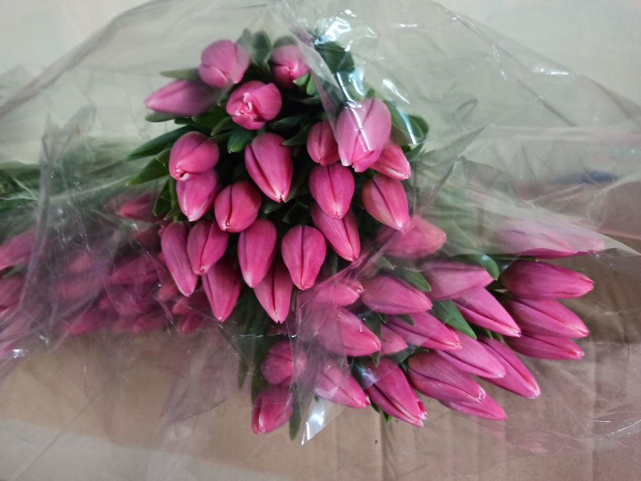 Тюльпаны оптом от 420