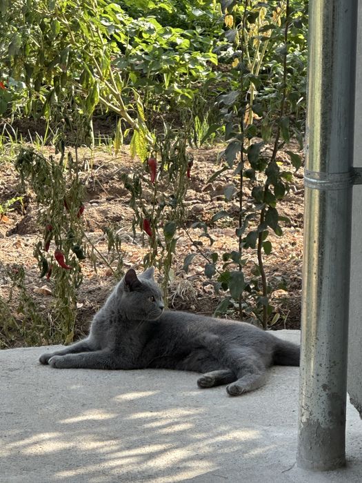 bengal britaniski bolachalar