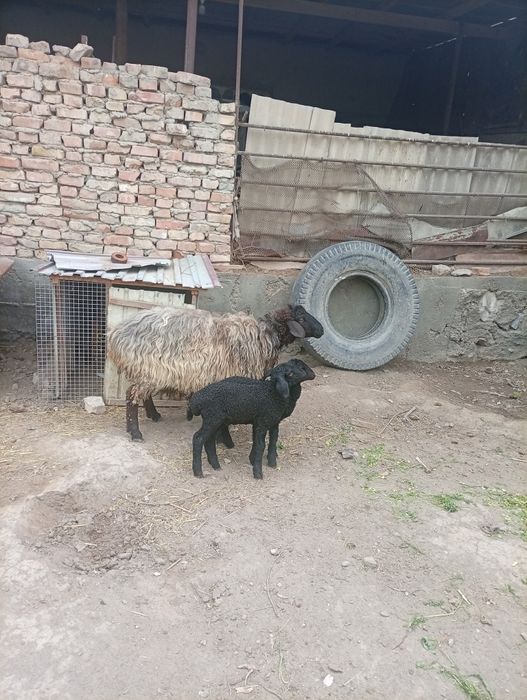 Она бола казоки ку́й сотилади