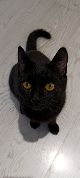 Котенок, ищем дом