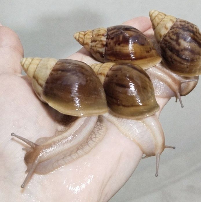 улитка ахатина Фулика альбинос и Пантерка, fulika panterka. Optom