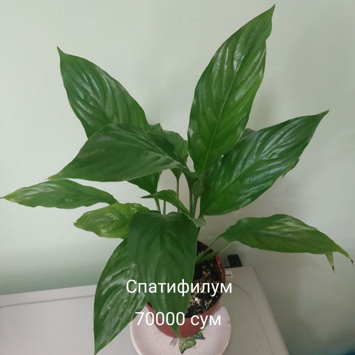 Продаются комнатные цветы