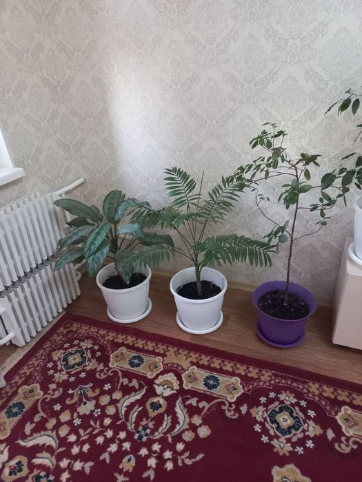 Комнатные цветы .