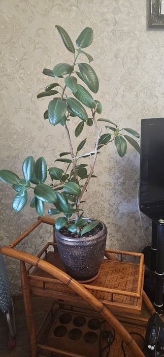 Продам фикус крупный